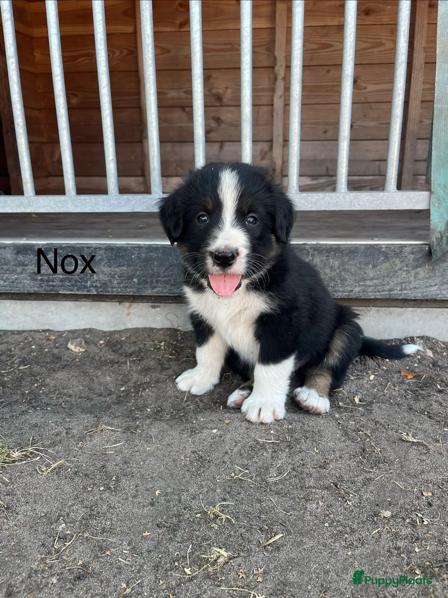 Berner Sennenhond honden Berner sennen pups - Advertentie 6