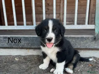 Berner Sennenhond honden Berner sennen pups - Advertentie 6