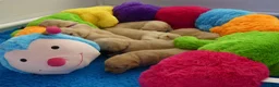 Goldador honden te koop: Prachtige Goldador pups - Advertentie 6