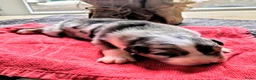 Australian Shepherd honden te koop: Super leuke Ausie pups - Advertentie 9