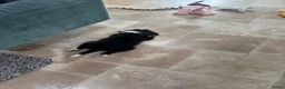 Border Collie honden te koop: Gijs, border collie pup zoekt nieuw huisje - Advertentie 6
