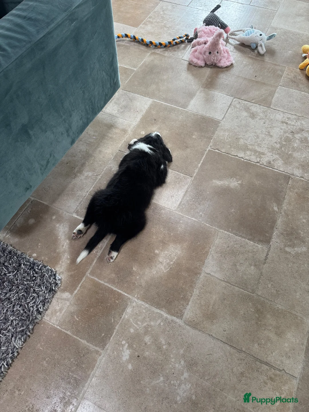 Border Collie honden te koop: Gijs, border collie pup zoekt nieuw huisje - Advertentie 6