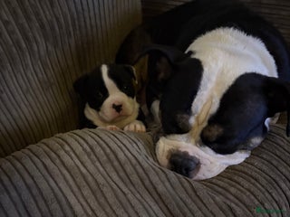 Kruising honden 2 leuke mooie teefjes - Advertentie 3