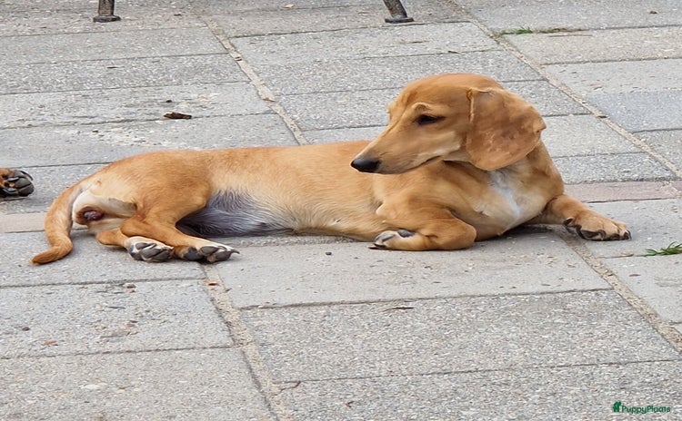 Teckel (korthaar)  honden - Advertentie 10