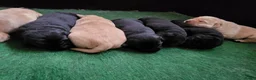 Labrador Retriever honden te koop: Mooi nest Labrador pups - Advertentie 12