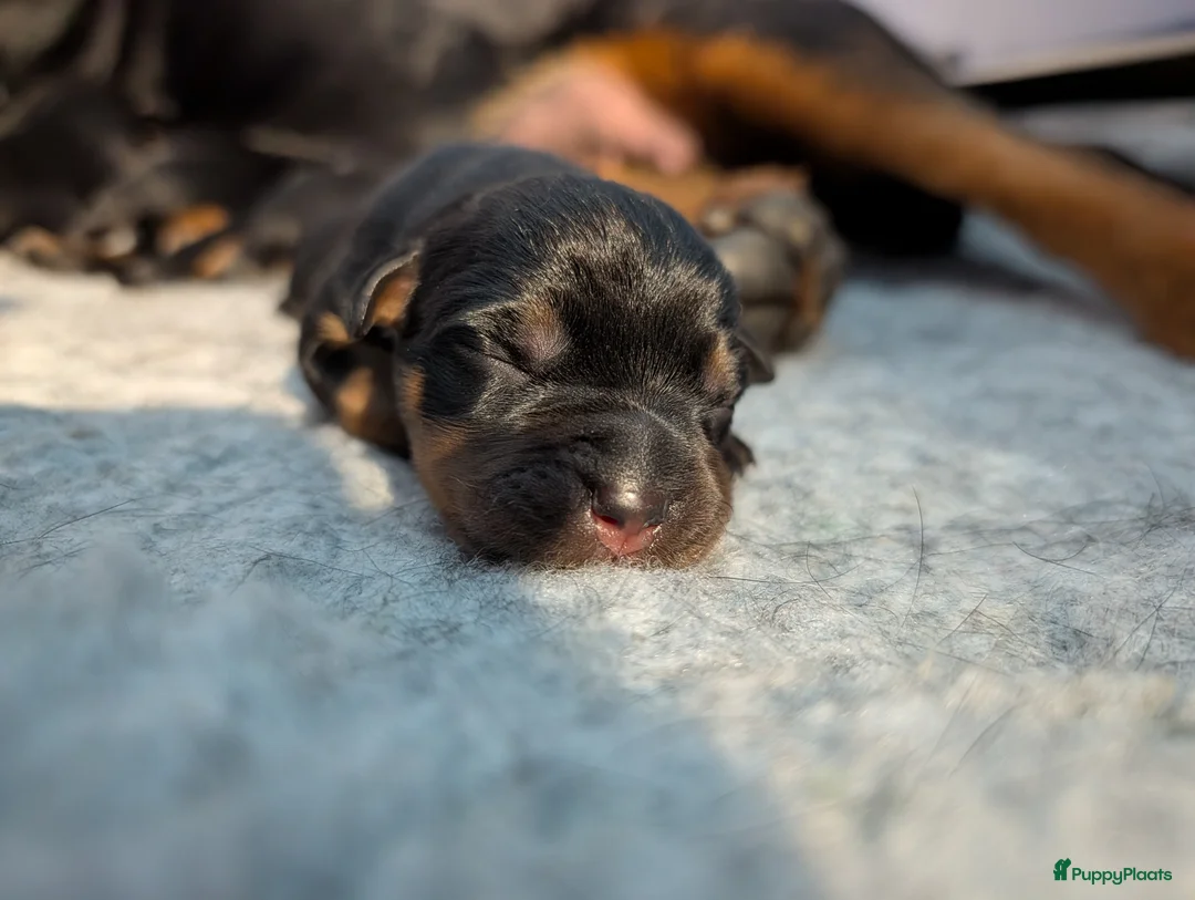 Rottweiler honden te koop: Prachtige Rottweilerpups  - Advertentie 2