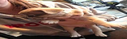 Franse Bulldog honden te koop: Franse bulldog pupjes - Advertentie 19