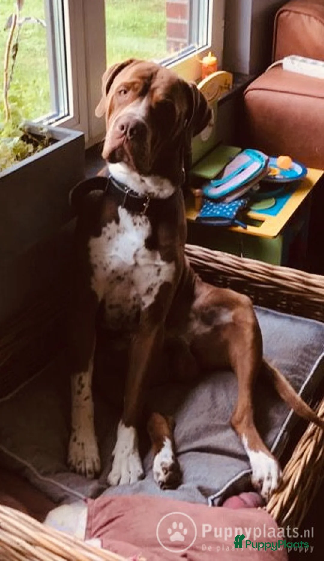 Kruising honden ter dekking: Bordeauxdog Dalmatiër in Nijkerk - Advertentie 3