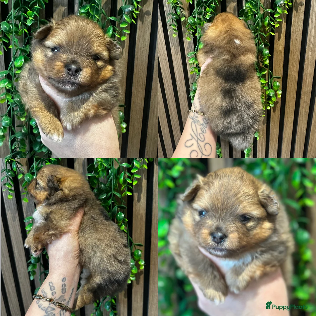 Pomeriaan honden te koop: Alle pups zijn gereserveerd ❤️ - Advertentie 17