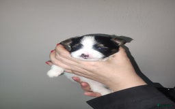 Maltipoo honden te koop: Prachtige pups maltipoo-pomerian in Helmond - Afbeelding 21