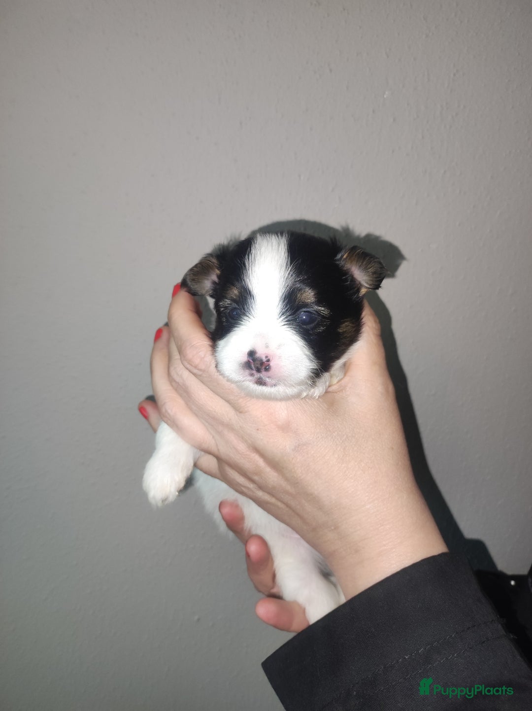 Maltipoo honden te koop: Prachtige pups maltipoo-pomerian in Helmond - Afbeelding 21