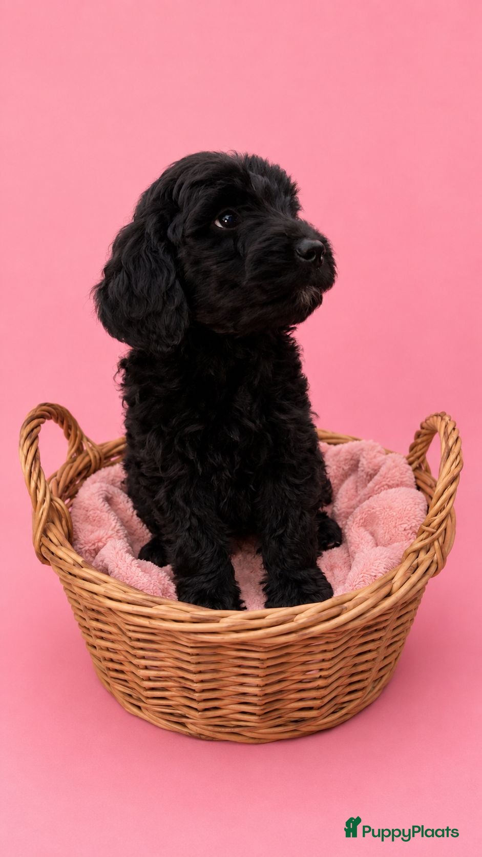 Labradoodle honden Labradoodle puppie's ❤️❤️ 2 teefjes  - Advertentie 13