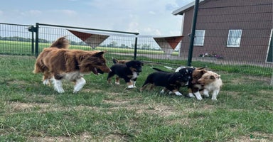 Australian Shepherd honden - Advertentie 2
