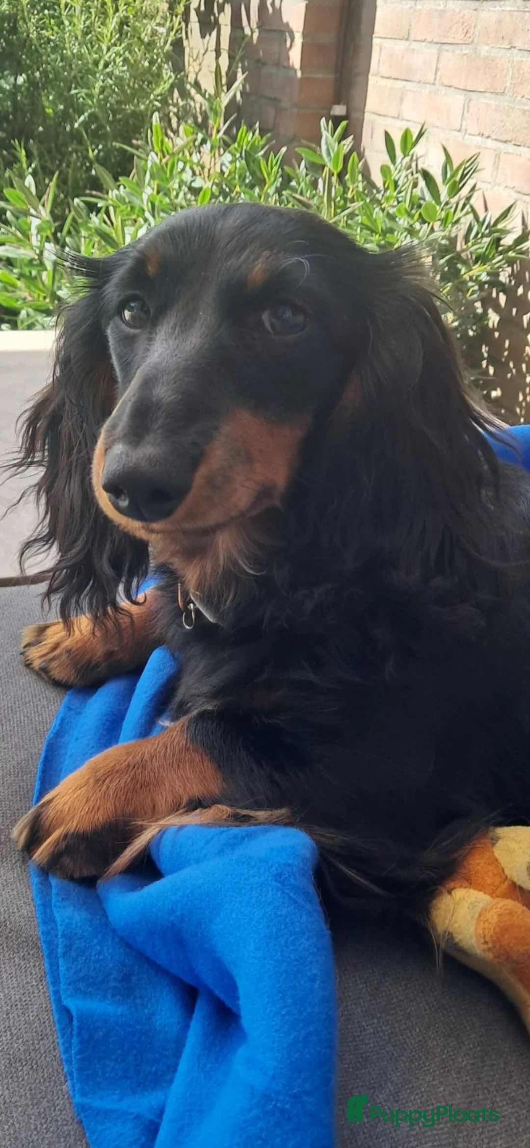 Teckel (langhaar) honden te koop: Dwerg teckel 9 maanden oud puppy cursus inbegrepen - Advertentie 7