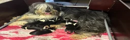 Bearded Collie honden te koop: Prachtige en lieve Bearded Collie pups  - Advertentie 5