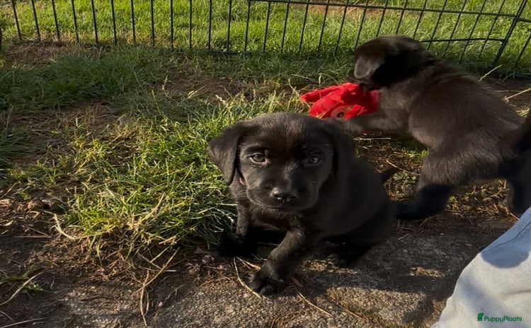 Labrador Retriever honden - Advertentie 3