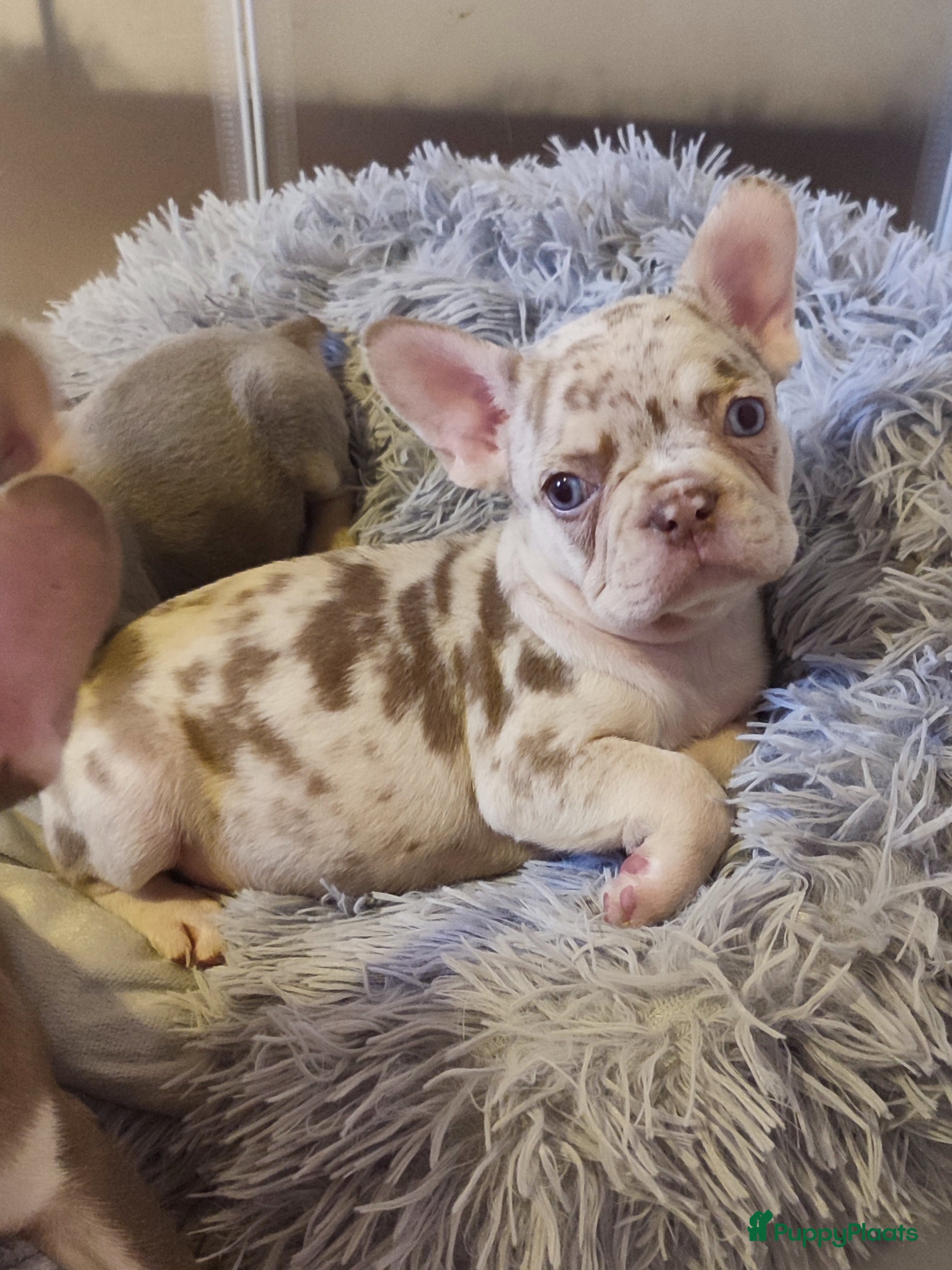 Franse Bulldog honden Prachtige gezonde Franse bulldog pups  - Advertentie 2