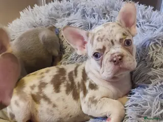 Franse Bulldog honden Prachtige gezonde Franse bulldog pups - Advertentie 2