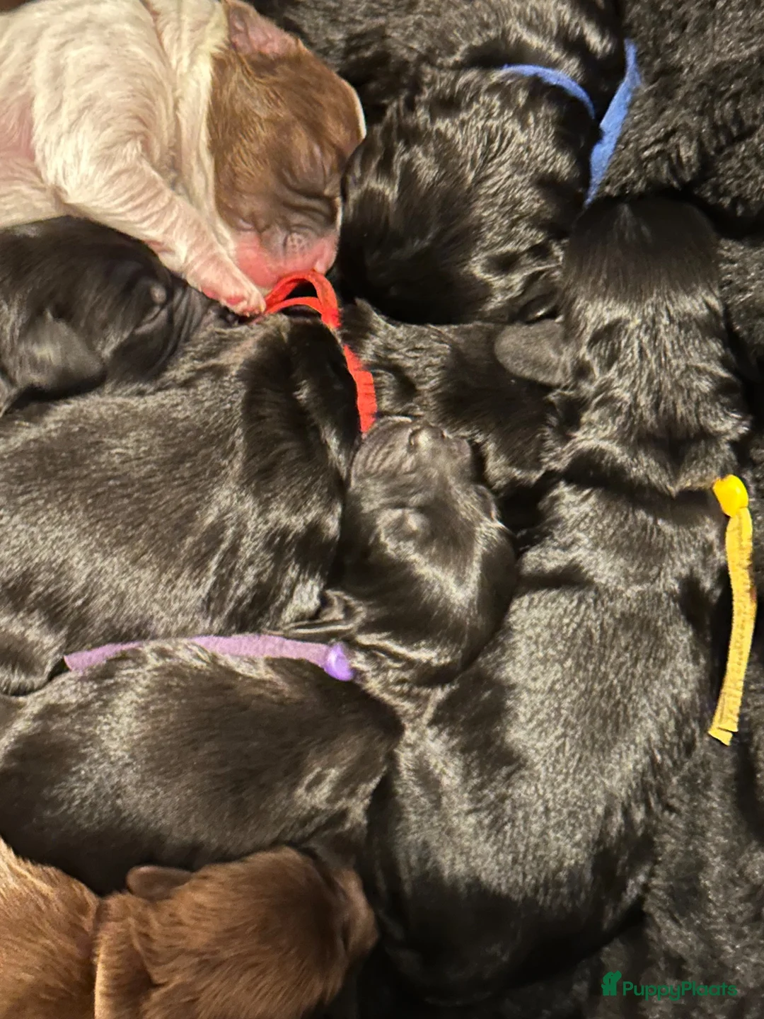 Labradoodle honden te koop: Labradoodle puppies  - Advertentie 5
