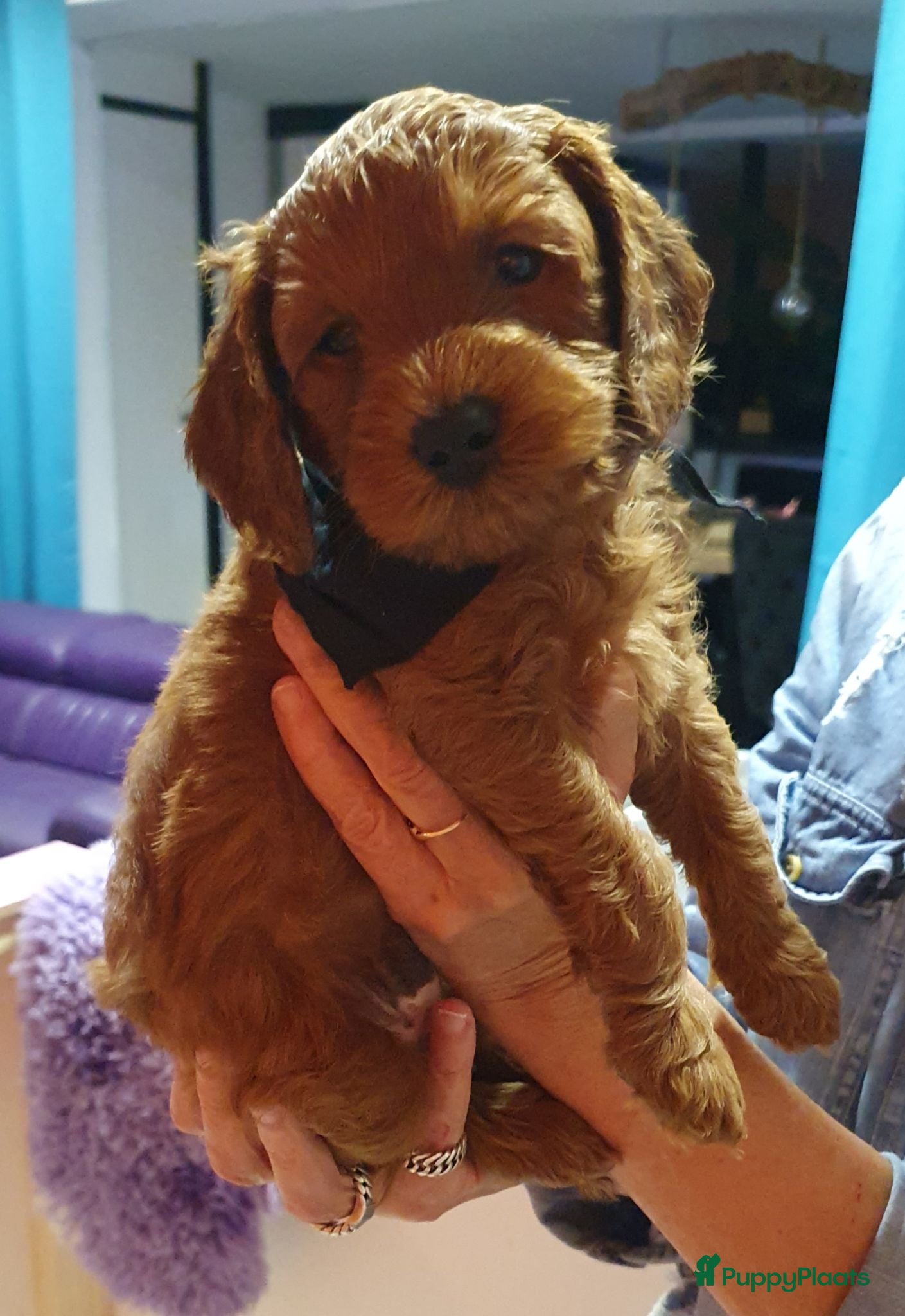 Kruising honden Rode Mini Australian/Labradoodles - Advertentie 1