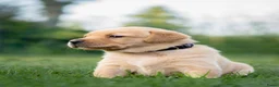 Labrador Retriever honden te koop: Labrador Retriever pups - blond en red fox - Advertentie 18