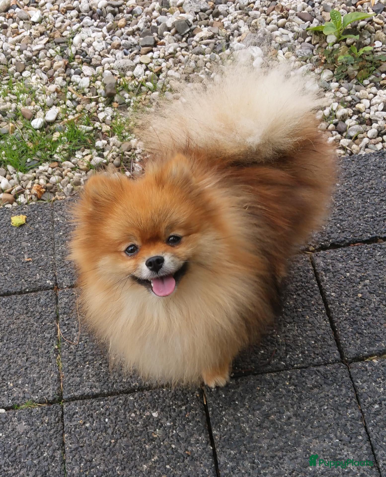 Pomeriaan honden dwergkees/pomeriaan pups geboren - Advertentie 1