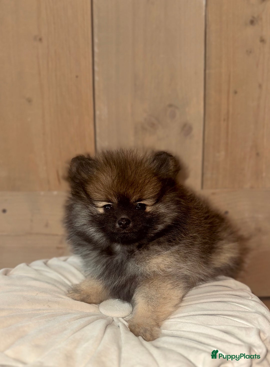 Pomeriaan honden te koop: Pomeriaan pup teefjes - Advertentie 10