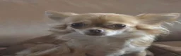 Chihuahua honden te koop: Chihuahua pups 1 reutje nog beschikbaar  - Advertentie 6