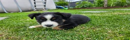 Australian Shepherd honden te koop: Prachtige mini Australian shepherd pups  - Advertentie 4