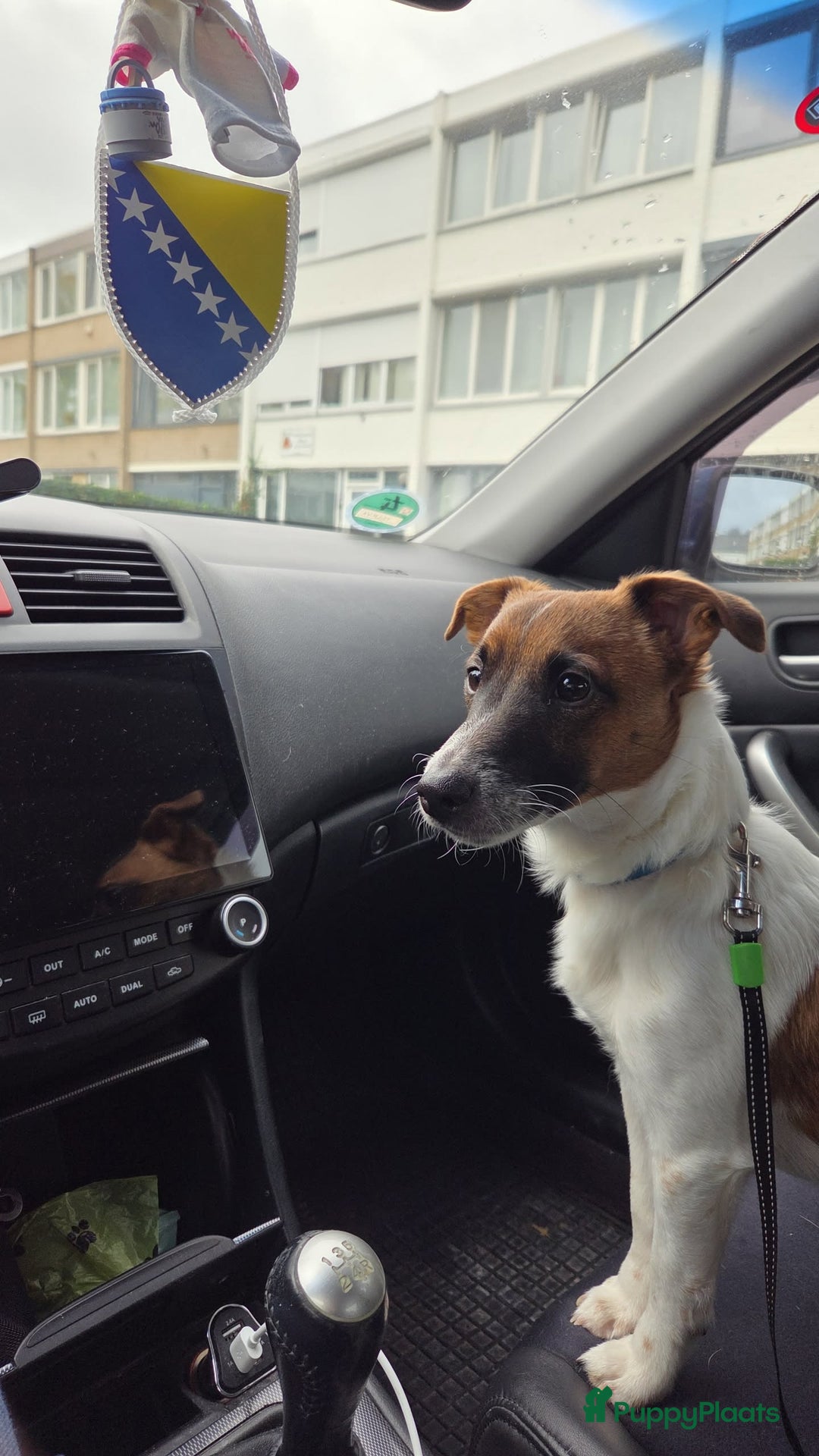 Jack Russel Terriër honden te koop: Jack russel  - Advertentie 1