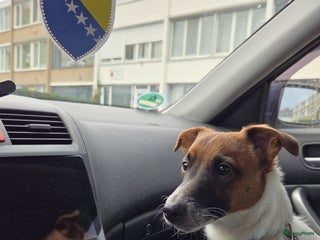 Jack Russel Terriër honden Jack russel - Advertentie 1