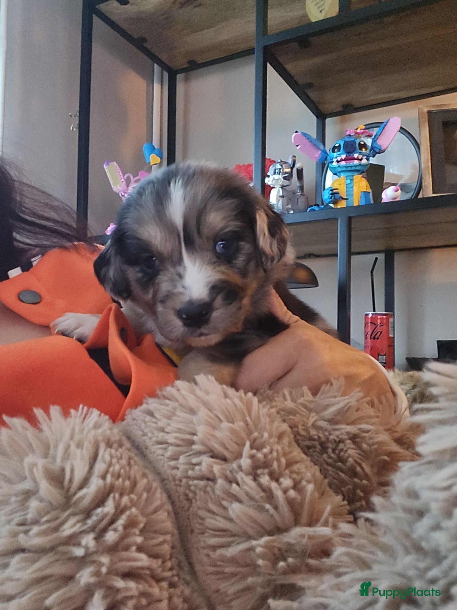 Kruising honden Mooie golden aussie pups - Advertentie 1