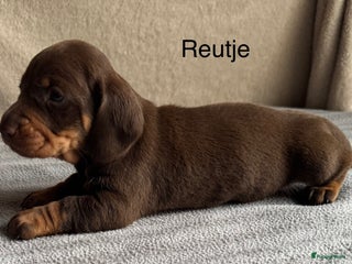 Teckel (korthaar) honden Prachtig nestje teckel pups - Advertentie 4