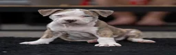 Amerikaanse Bully honden ter dekking: American Bully XL Dekreu  - Advertentie 30