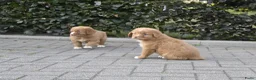 Nova Scotia Duck Tolling Retriever honden te koop: Nova Scotia Duck Tolling Retriever pups # Toller - Advertentie 2