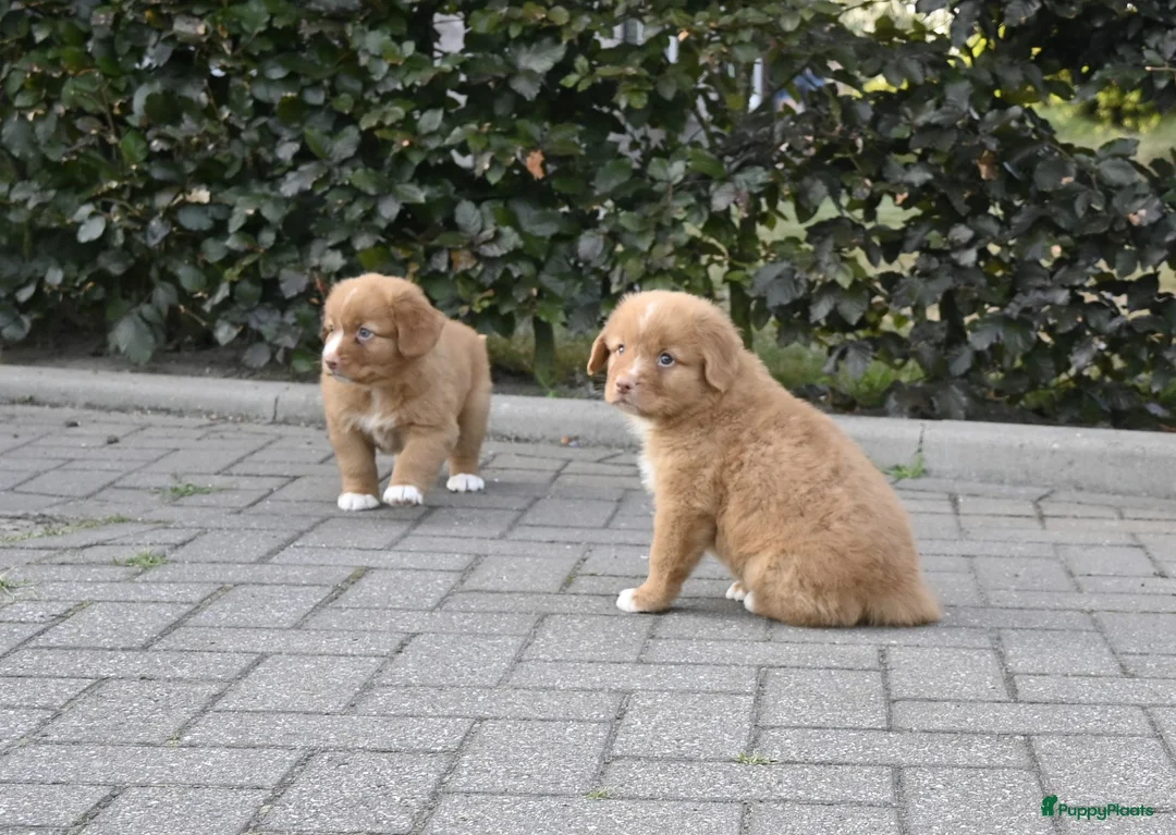 Nova Scotia Duck Tolling Retriever honden te koop: Nova Scotia Duck Tolling Retriever pups # Toller - Advertentie 2
