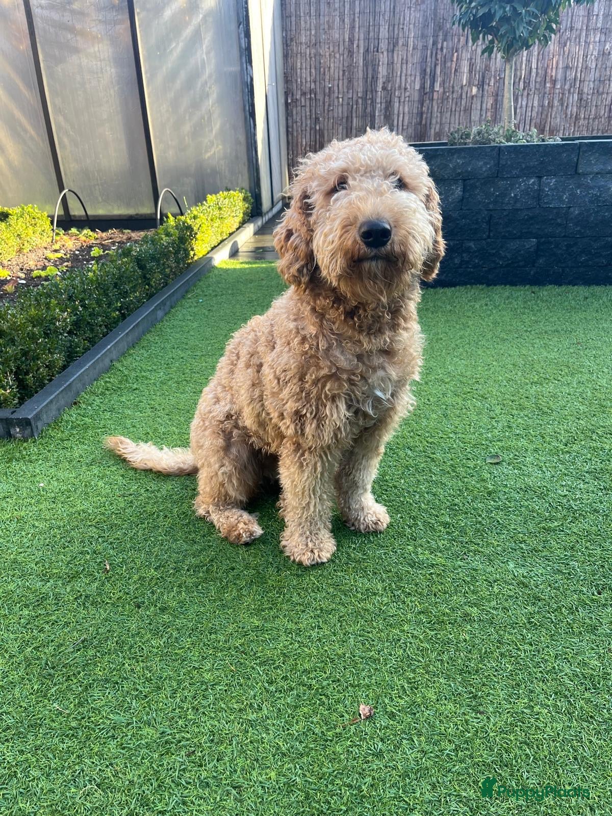 Labradoodle honden Prachtige multigen Labradoodle medium pups - Advertentie 2