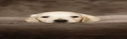 Teckel (langhaar) honden te koop: Zeer lieve knappe teckel pups in Ens - Advertentie 8
