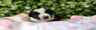 Tibetaanse Terriër Puppy 3