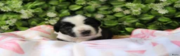 Tibetaanse Terriër honden te koop: Tibetaanse terrier pups  - Advertentie 17