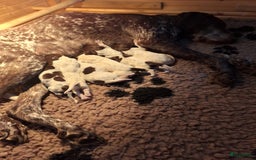 Duitse Staande Hond Korthaar honden te koop: 6 prachtige pups korthaar Duitse Staande  in Oene - Afbeelding 11