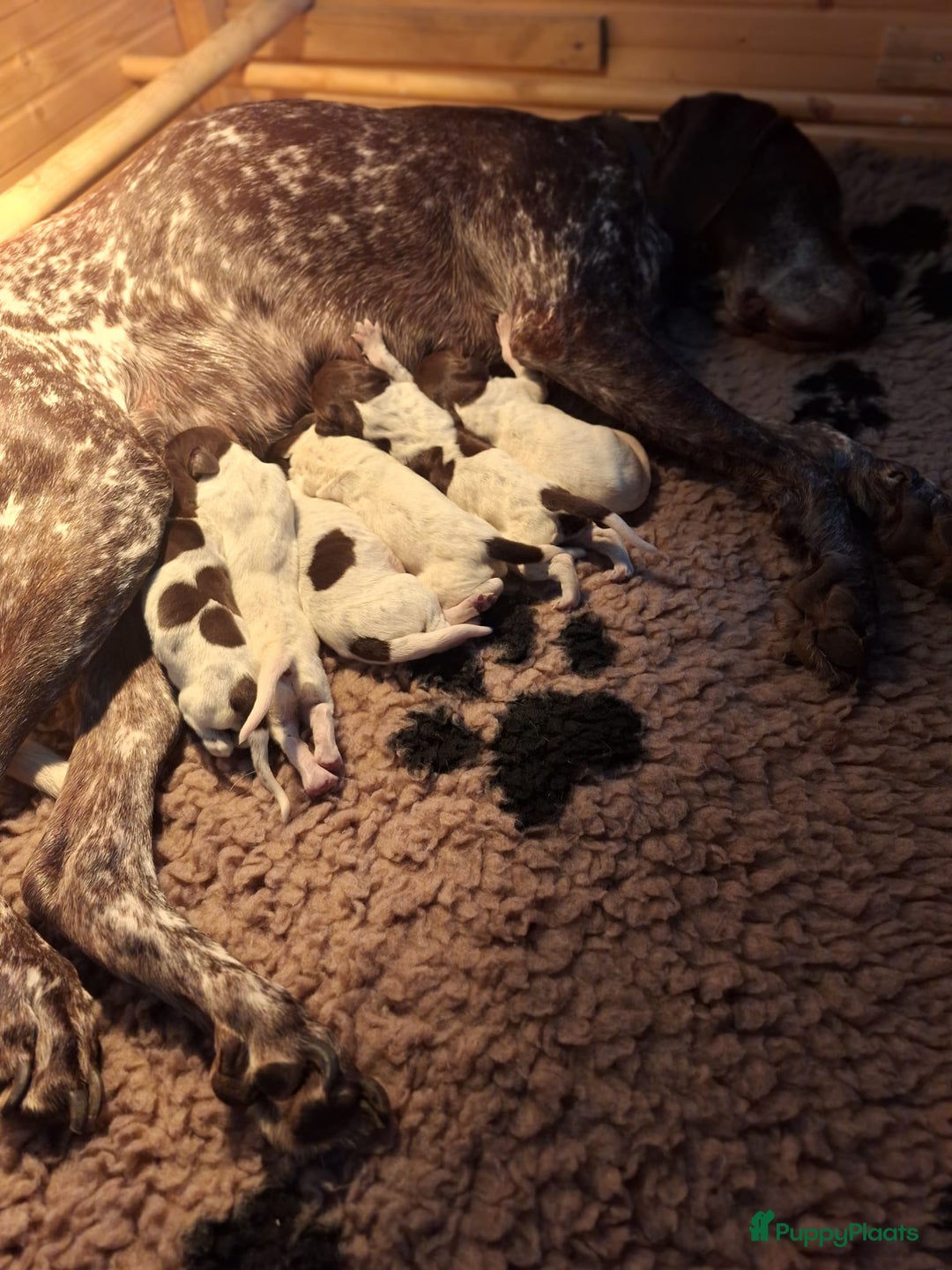 Duitse Staande Hond Korthaar honden te koop: 6 prachtige pups korthaar Duitse Staande  in Oene - Afbeelding 11