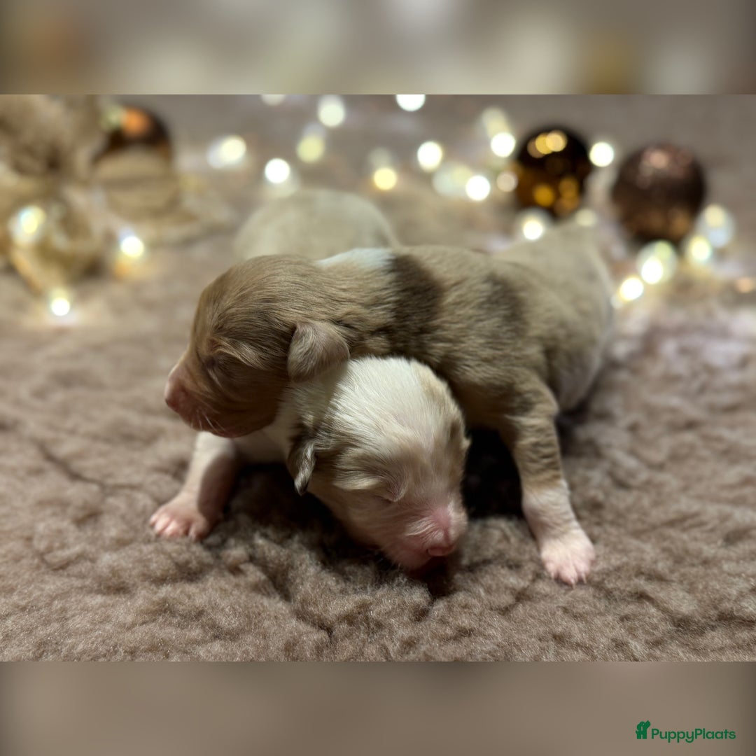 Australian Shepherd honden te koop: Prachtig nestje raszuivere Australian Shepherds - Advertentie 9