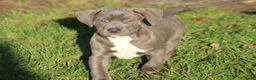 Amerikaanse Bully honden te koop: American Bully Pups ABKC stamboom België  - Advertentie 9