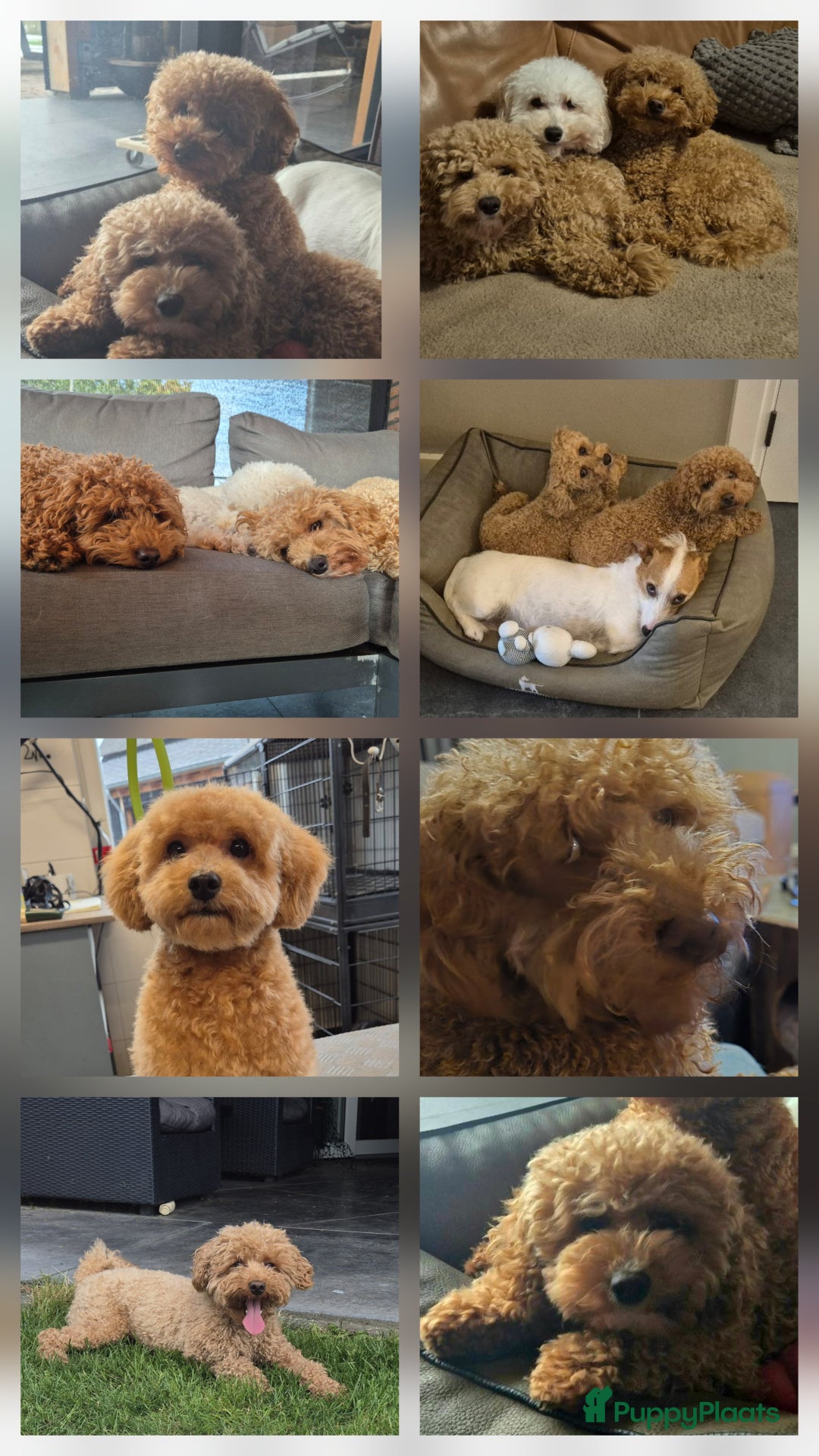 Poedel Toy honden te koop: Toy poedels verwacht - Advertentie 4