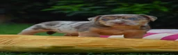 Jack Russel Terriër honden te koop: lieve pups zoeken een nieuw huisje - Advertentie 10