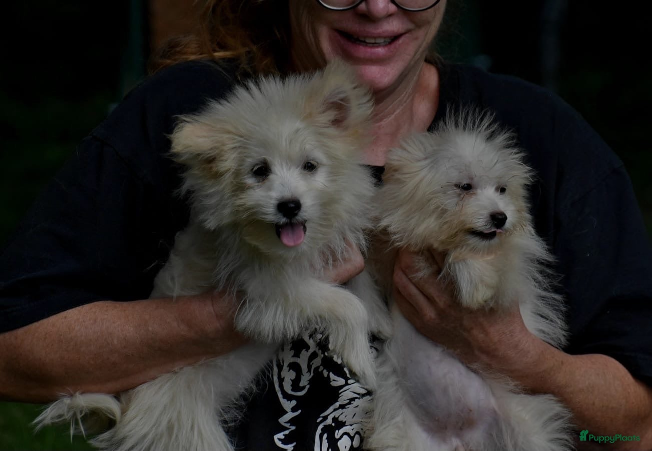Kruising honden 6 Prachtige BooPom’s, 4 meiden🎀 2 jongens🧢 - Advertentie 2