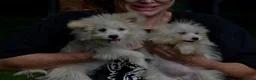 Kruising honden te koop: 6 Prachtige BooPom’s, 4 meiden🎀 2 jongens🧢 - Advertentie 2