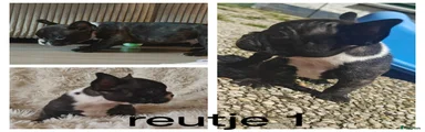 Franse Bulldog Puppy 1