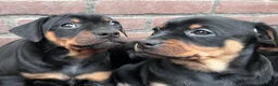 Kruising honden te koop: Carlin Pinscher Pups - Advertentie 24